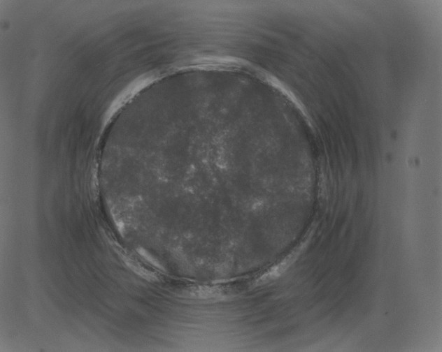 X0000081431362200702092149