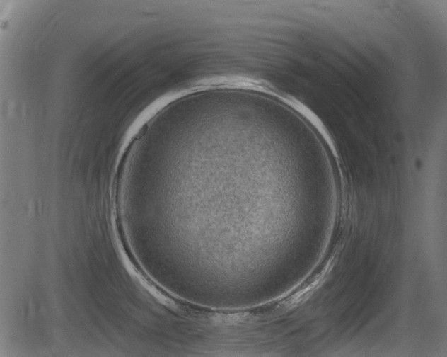 X0000081441389200701121155