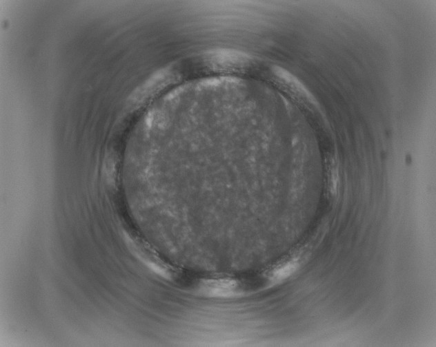 X0000081440266200701261855