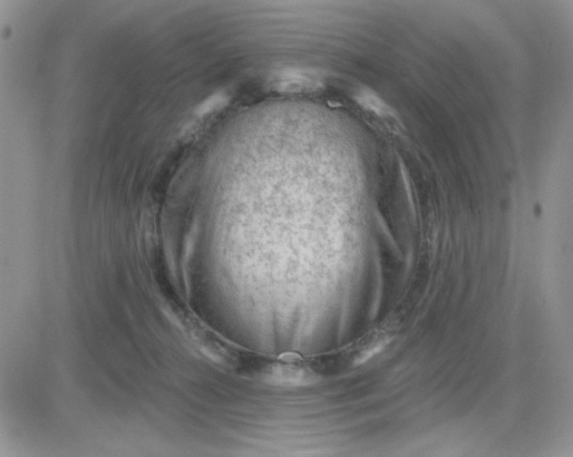 X0000081440272200701261855
