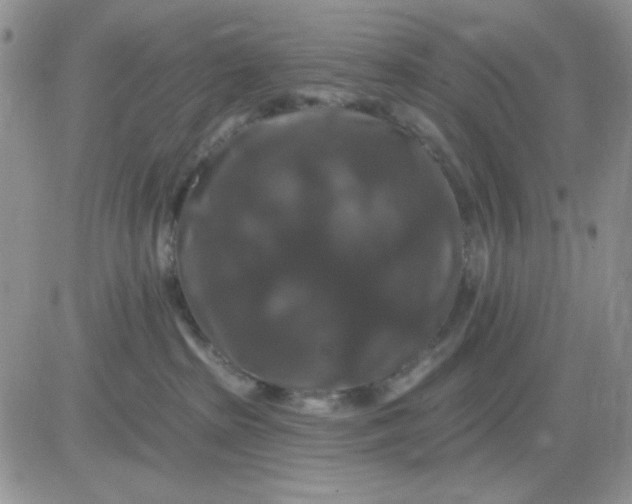 X0000081440285200701261855