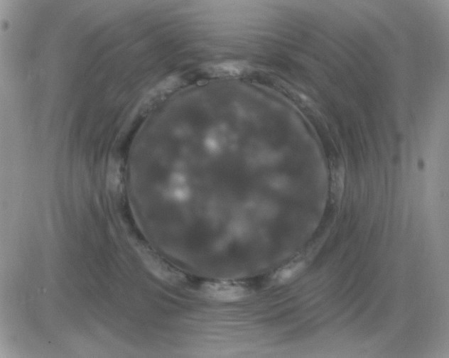 X0000081440331200701261854