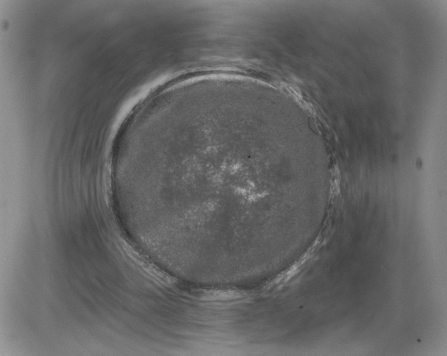 X0000081440342200701261853