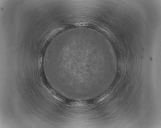 X0000081440652200701261849