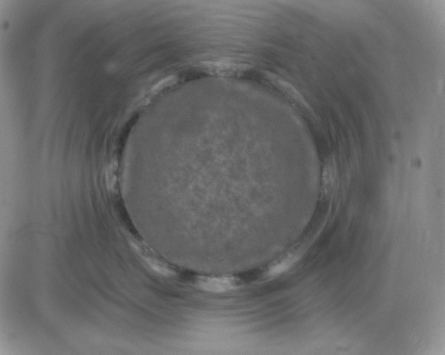 X0000081440671200701261849