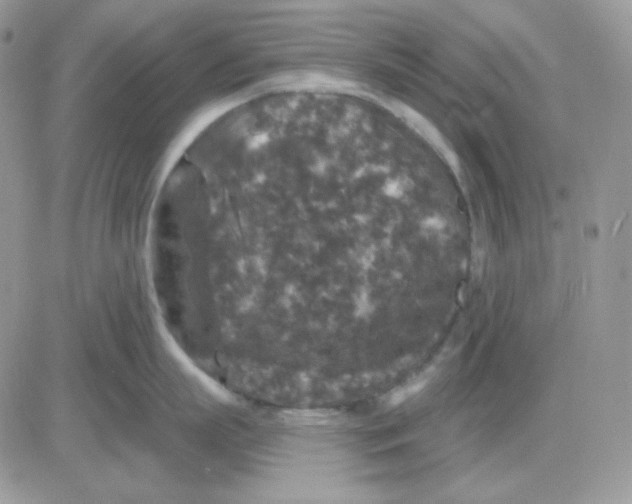 X0000081440863200701261846