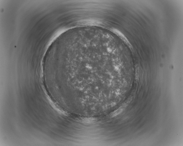 X0000081441031200701261842