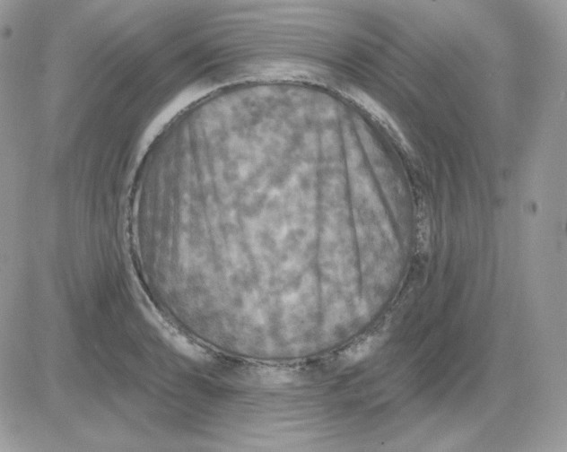 X0000081441086200701261841