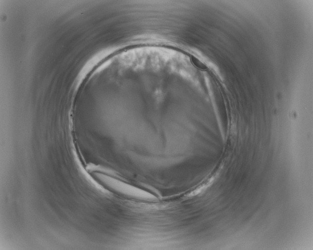 X0000081441239200701261839