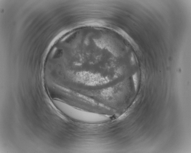 X0000081441240200701261839