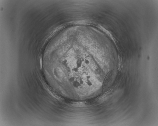 X0000081440061200702021727