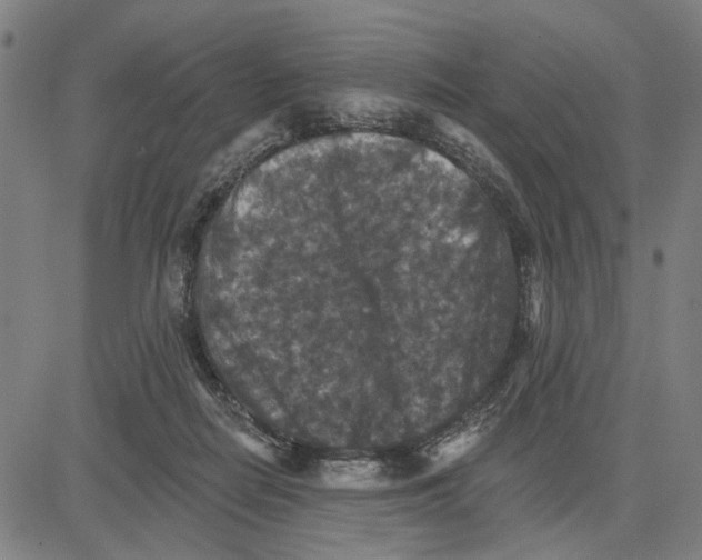 X0000081440266200702021725