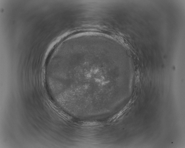 X0000081440342200702021723