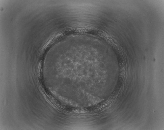 X0000081440742200702021717