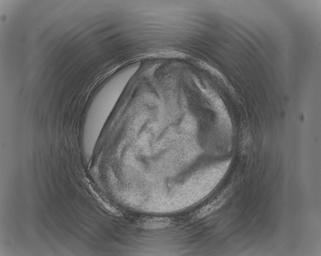 X0000081440833200702021715