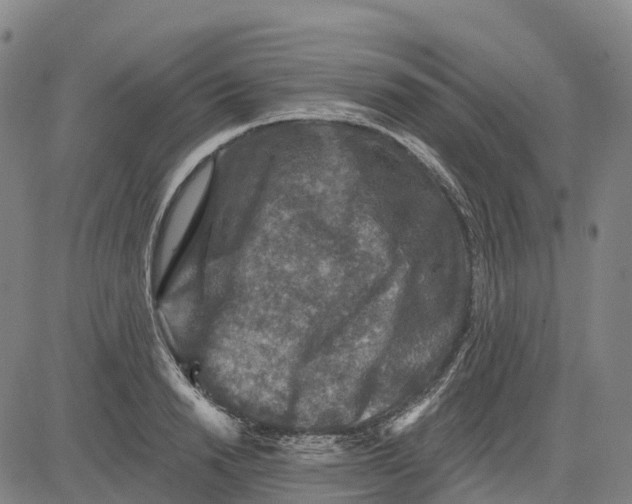 X0000081440846200702021715