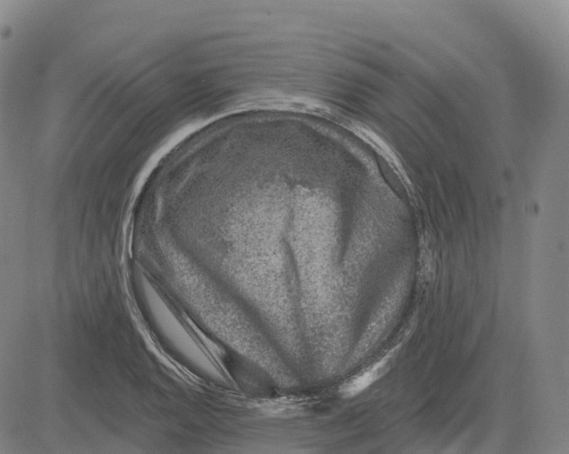X0000081441128200702021711