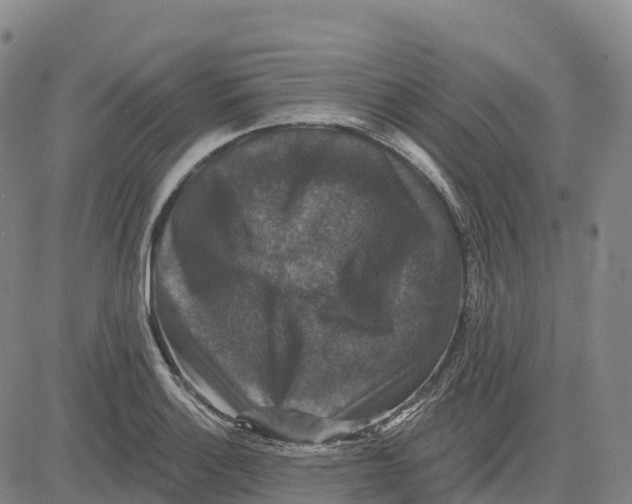 X0000081441132200702021711