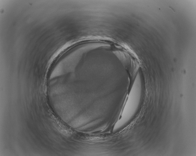 X0000081441173200702021710