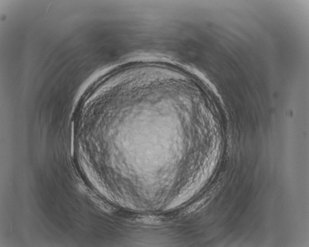 X0000081441175200702021710