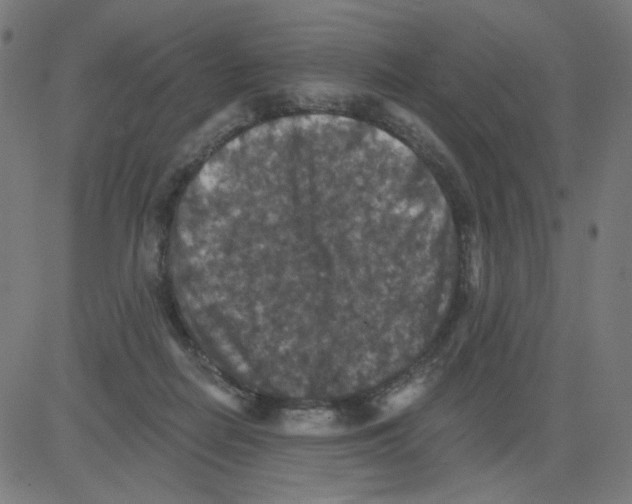 X0000081440266200702092232