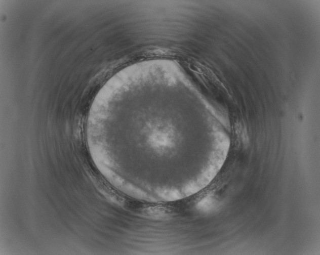 X0000081440423200702092229