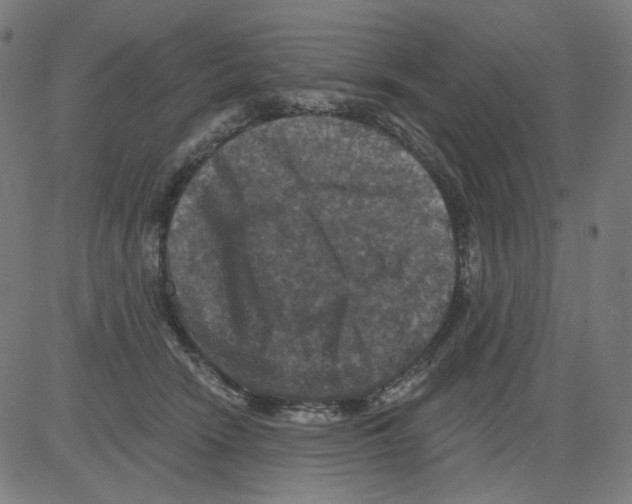 X0000081440466200702092229