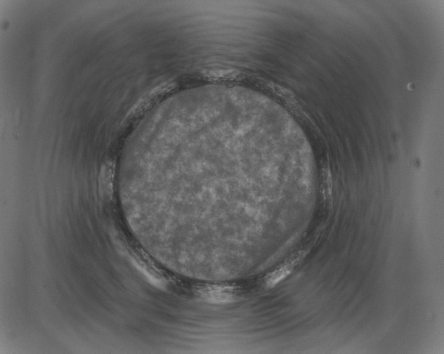 X0000081440664200702092226