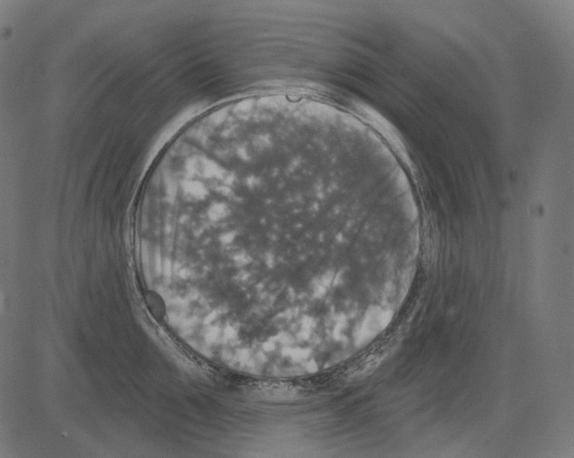 X0000081440907200702092221