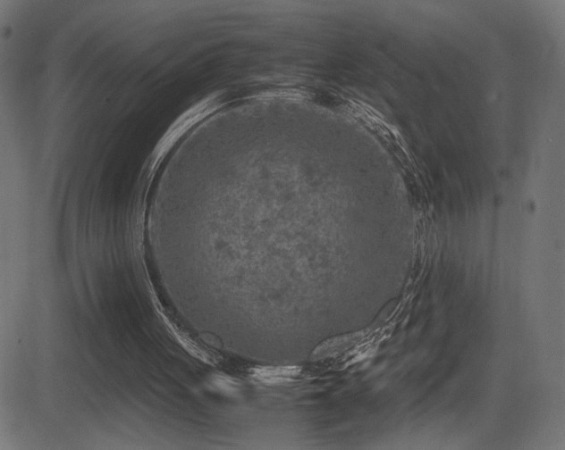 X0000081450051200701121242