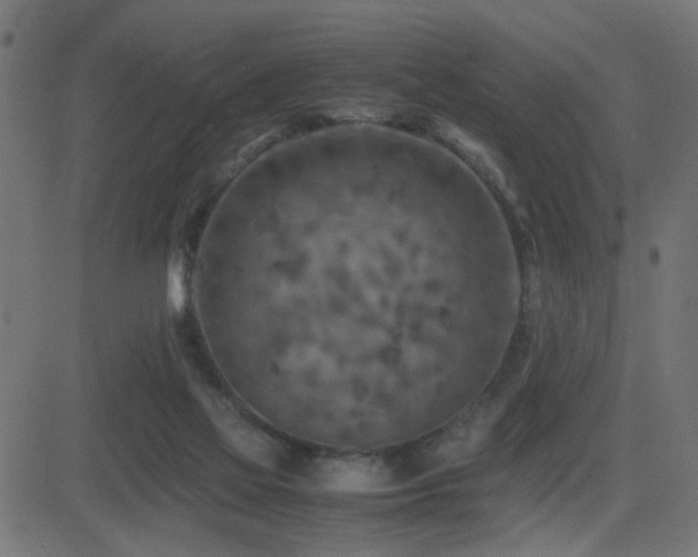 X0000081450069200701121242