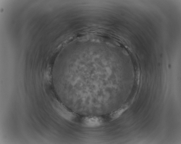 X0000081450181200701121241