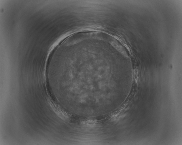 X0000081450196200701121240