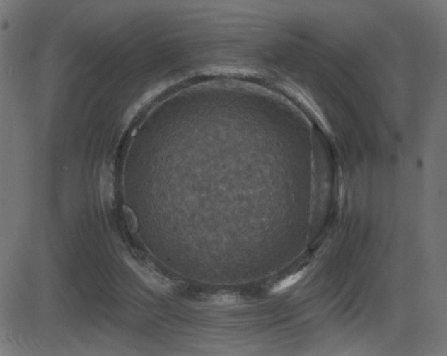 X0000081450204200701121240