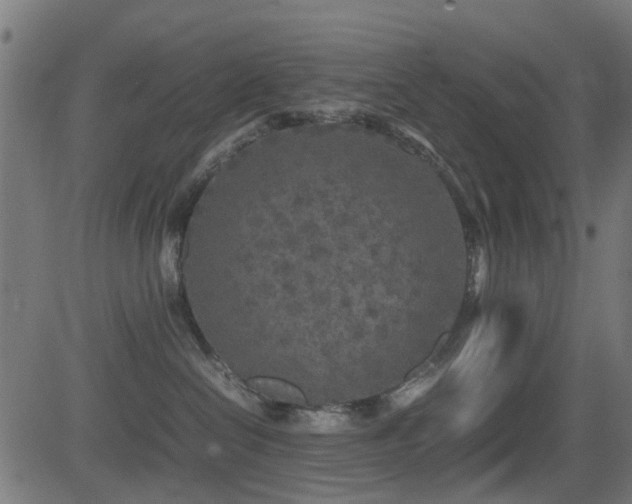 X0000081450286200701121240