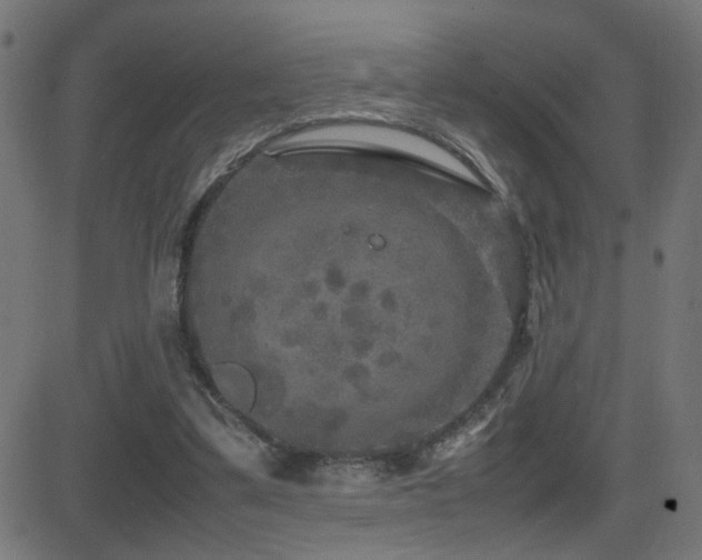 X0000081450299200701121239