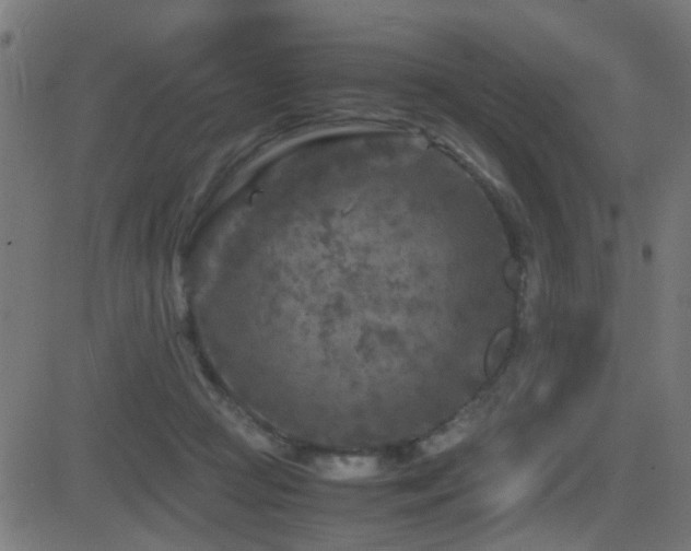 X0000081450361200701121238