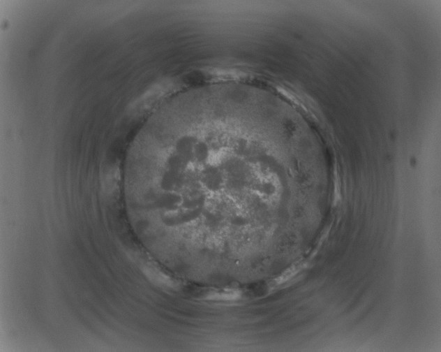 X0000081450369200701121238