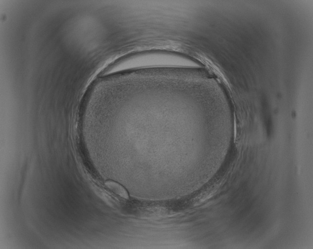 X0000081450483200701121235