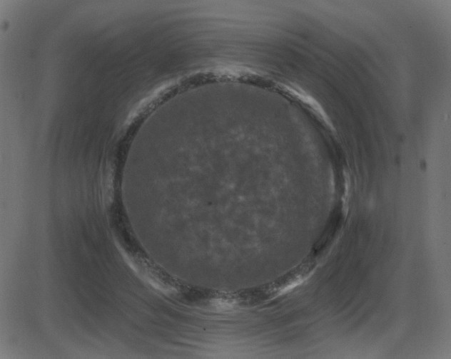 X0000081450496200701121235