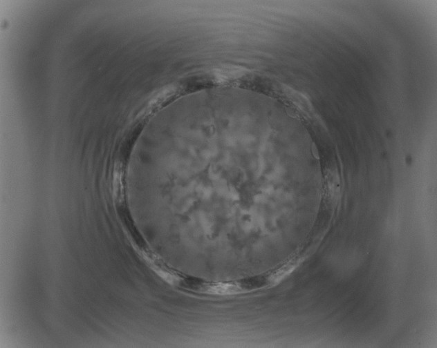 X0000081450527200701121235