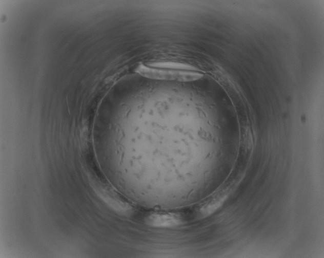 X0000081450557200701121234