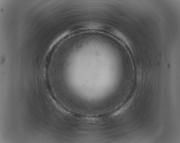 X0000081450827200701121229