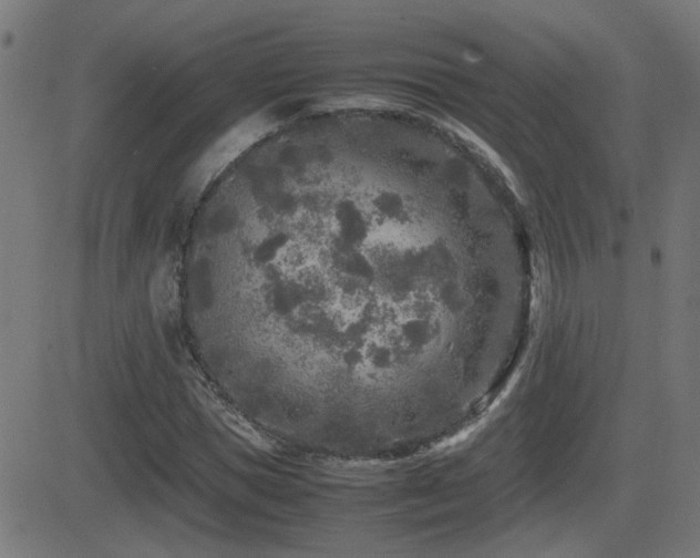 X0000081450921200701121227
