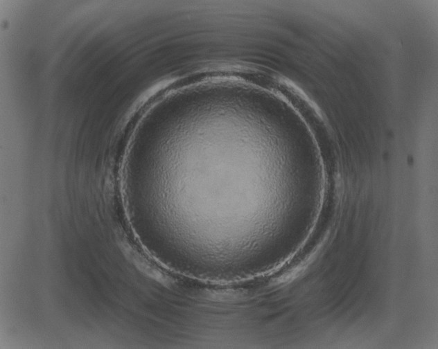 X0000081451025200701121226