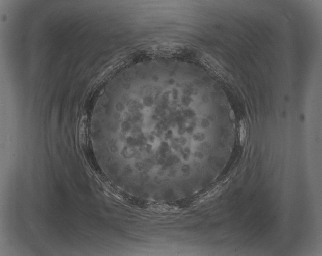 X0000081451059200701121226