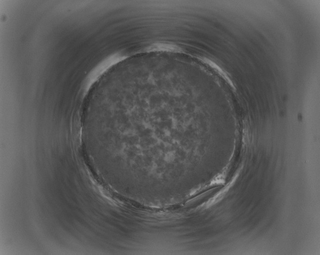 X0000081451117200701121224