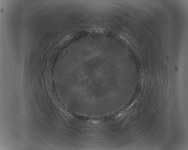 X0000081451297200701121221