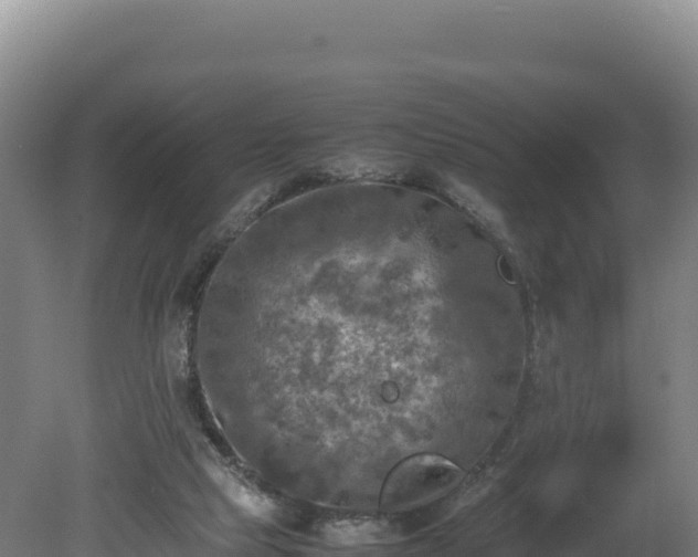 X0000081450065200701191724