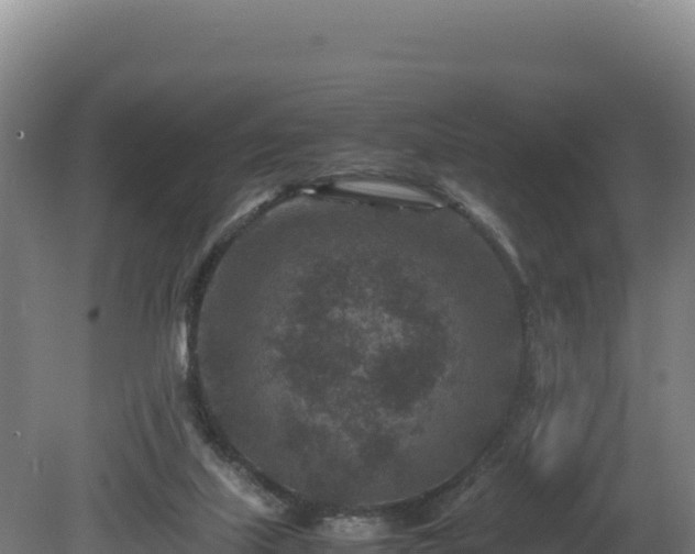 X0000081450067200701191724